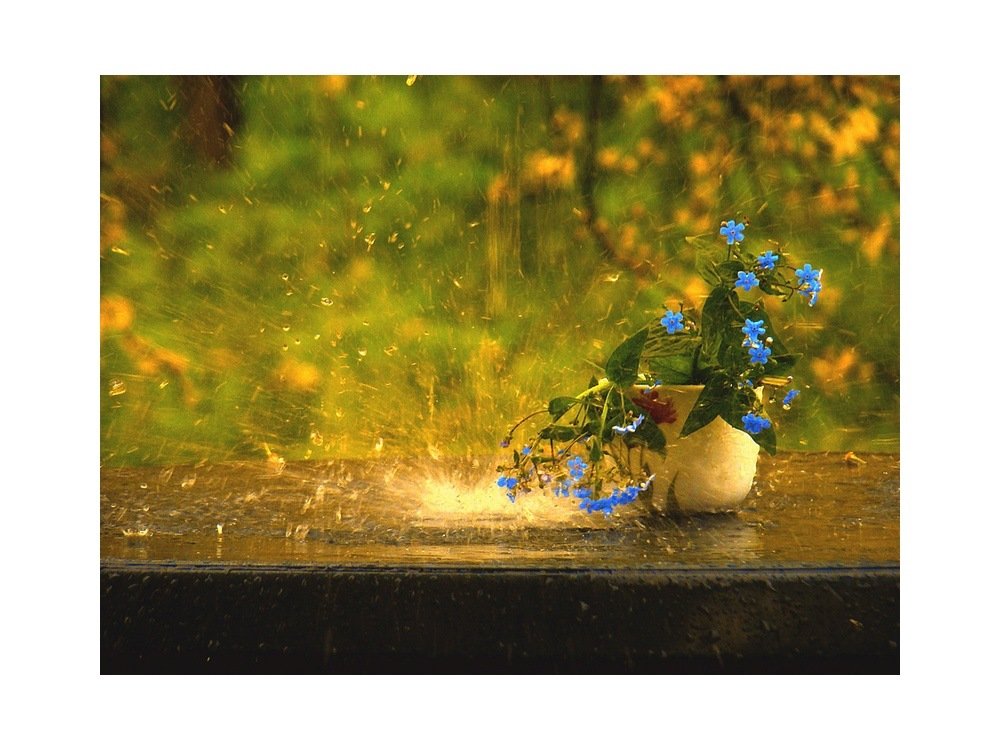 весна,дождь,цветы, Роман