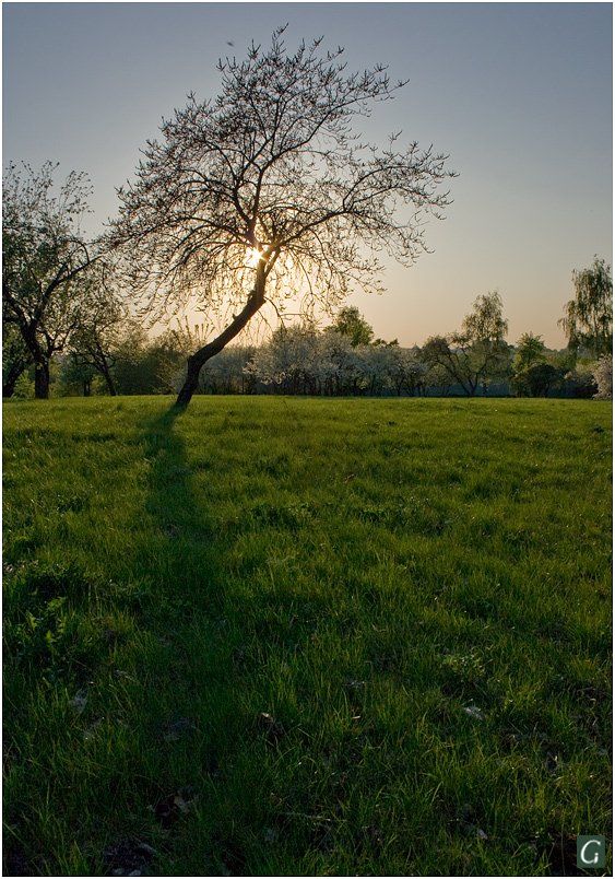дерево, весна, солнце, сад, Gorshkov Igor_Feanorus