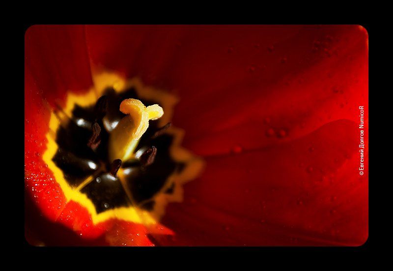 тюльпан, цветок, цветы, красный, утро, весна, Евгений Долгов NumicoR