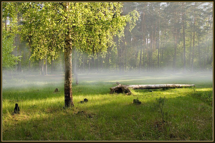 лес, весна, утро, солнце, лучи, береза, Георгий