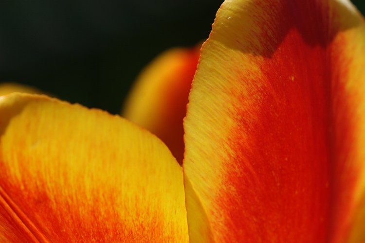тюльпан, желтый, красный, весна, цветок, Lelya