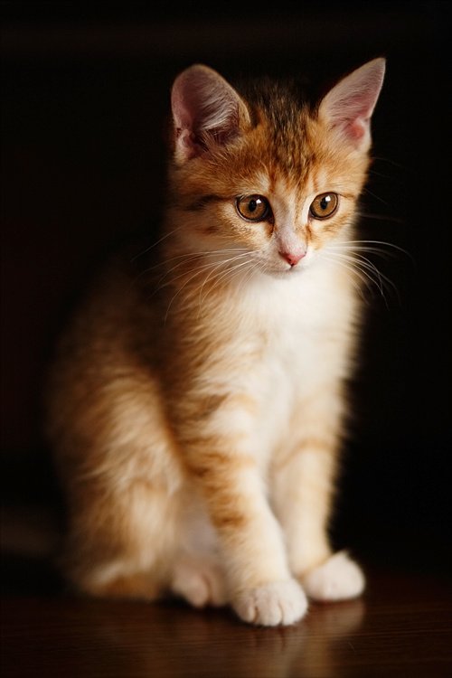 маленькая кошка, Роман Быков