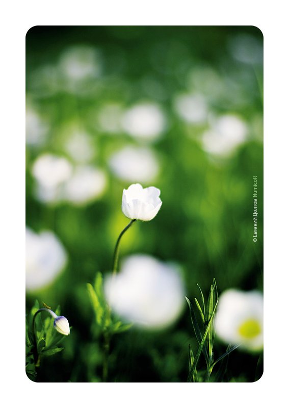 лето, 1 июня, цветы, Евгений Долгов NumicoR