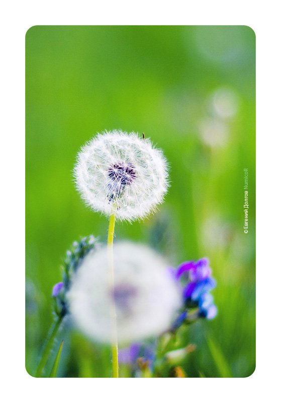 лето, 1 июня, цветы, одуванчики, Евгений Долгов NumicoR