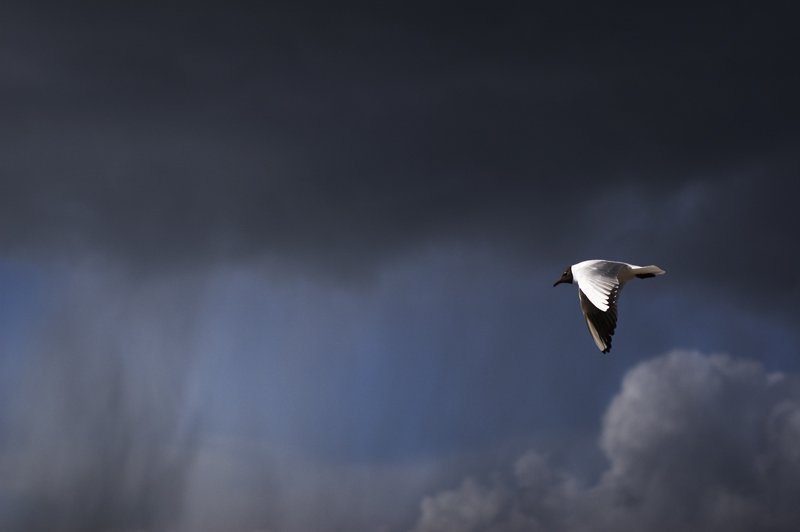 полет,чайка,небо,гроза, Евгений Пугачев.