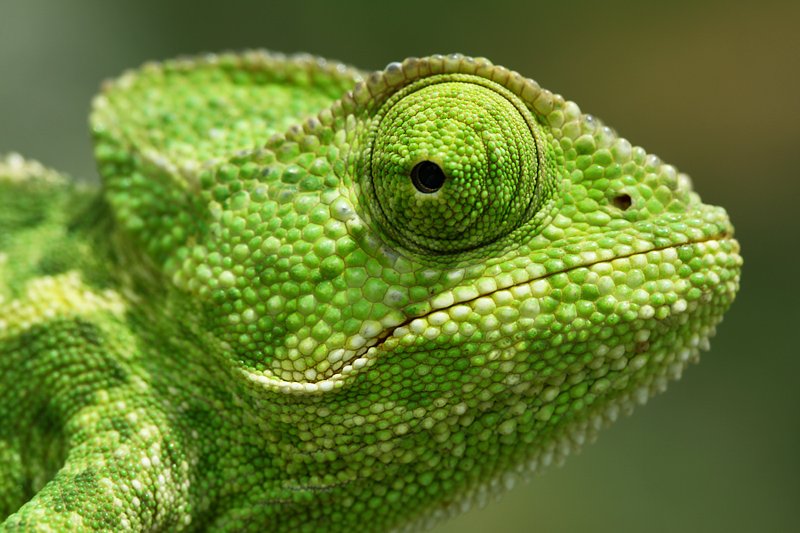 macro, nature, chameleon, mehmet