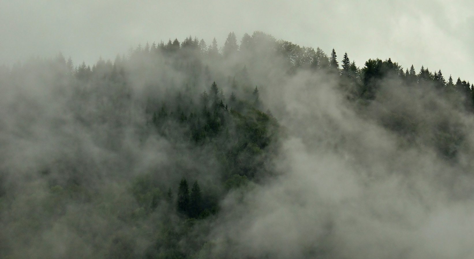 лес, туман, горы, Plishko Andriy