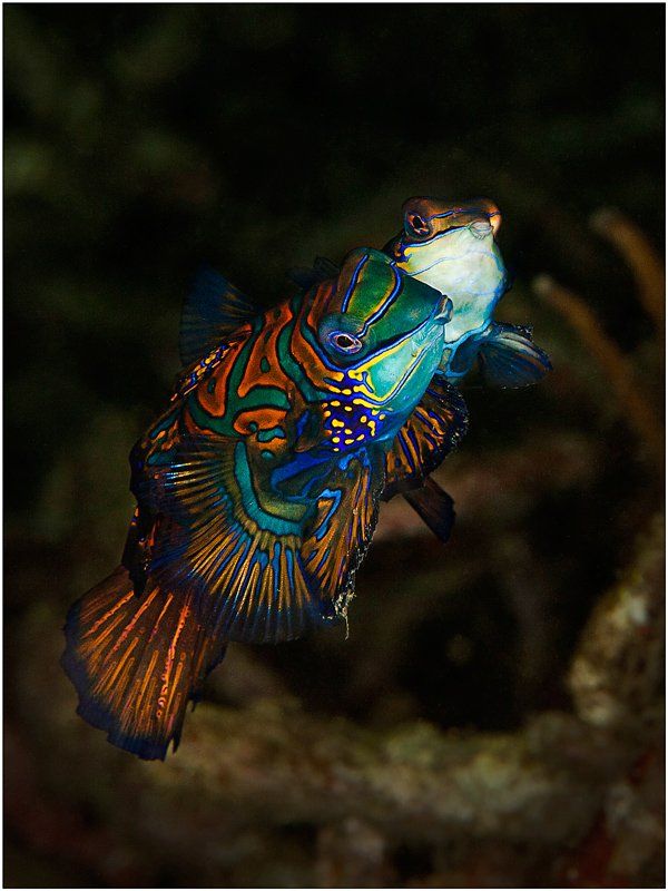 mandarinfish, indonesia, lembeh strait, diving, Олег Федин