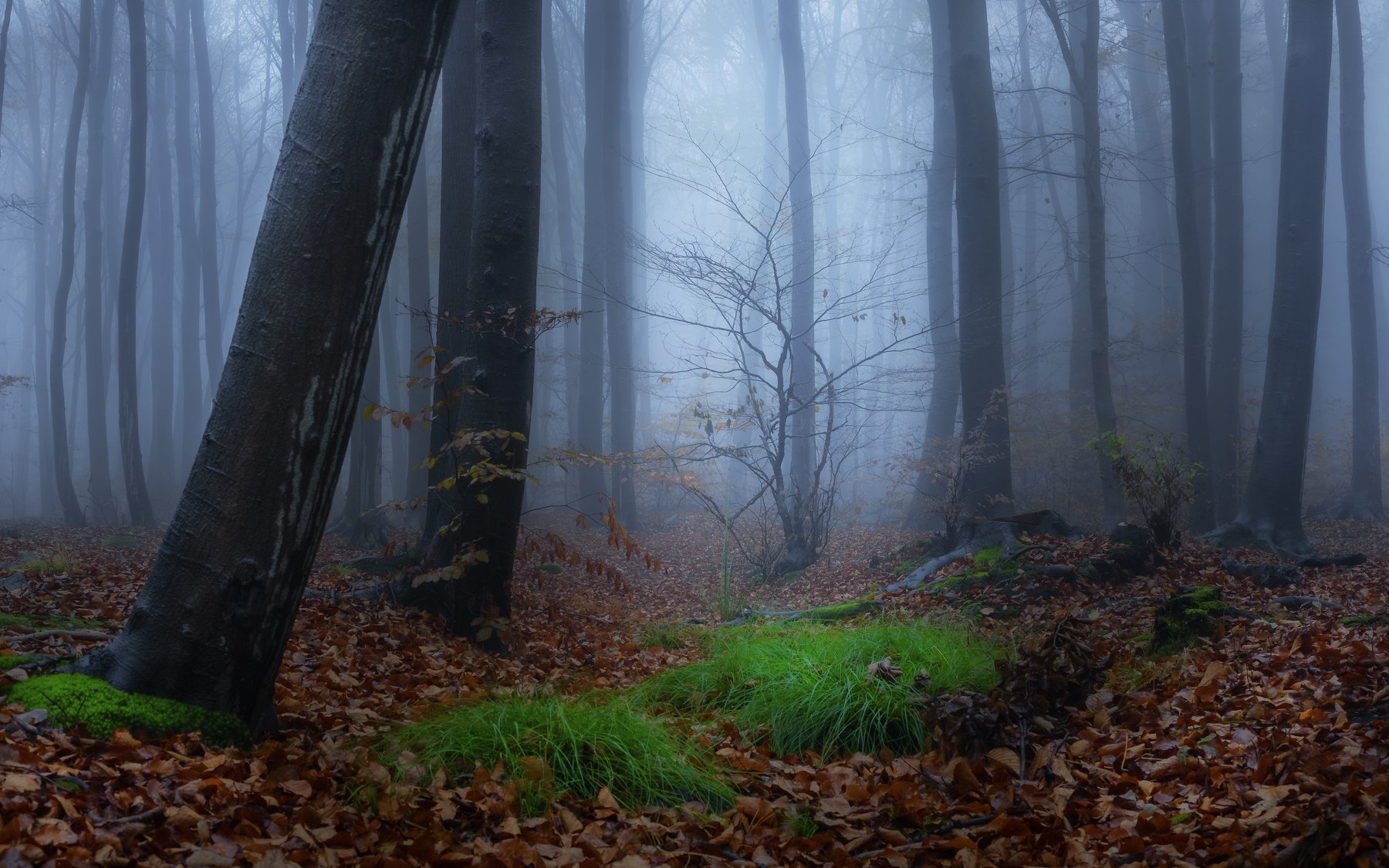 forest, rain, green, trees, autumn, fog, misty, Tomasz Myśliński