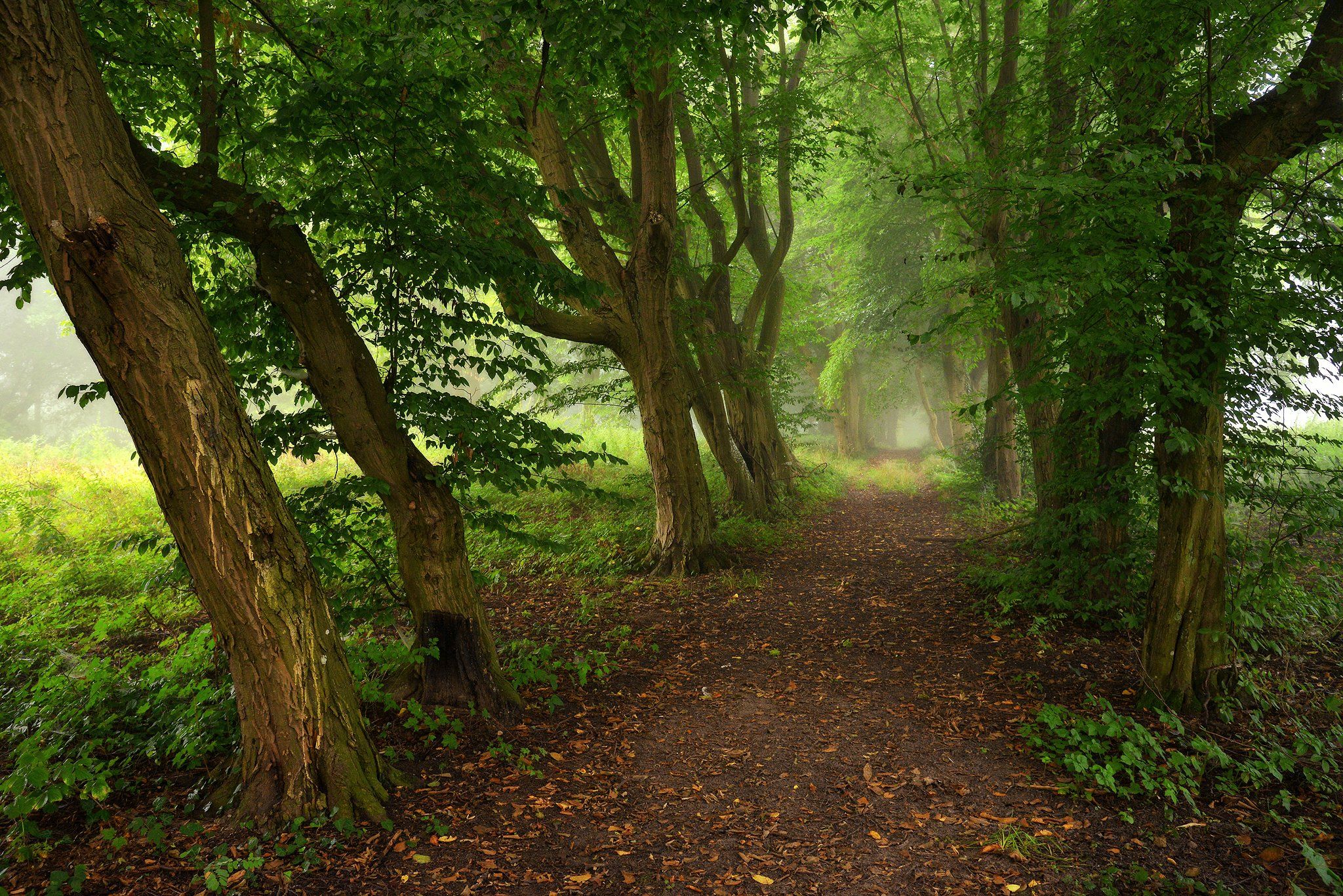 park path road trees morning foggy mist magic green дорожка в парке nature, Radoslaw Dranikowski