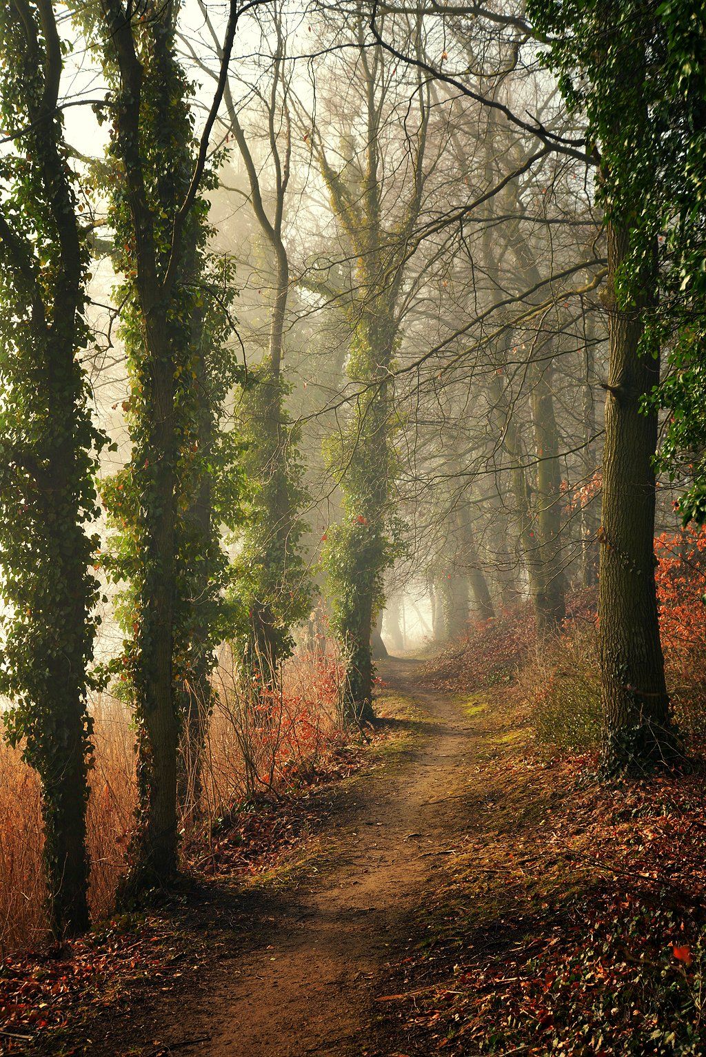 autumn alley path light trees road magic mist foggy morning nikon dranikowski d610 sciezka tree nature, Radoslaw Dranikowski