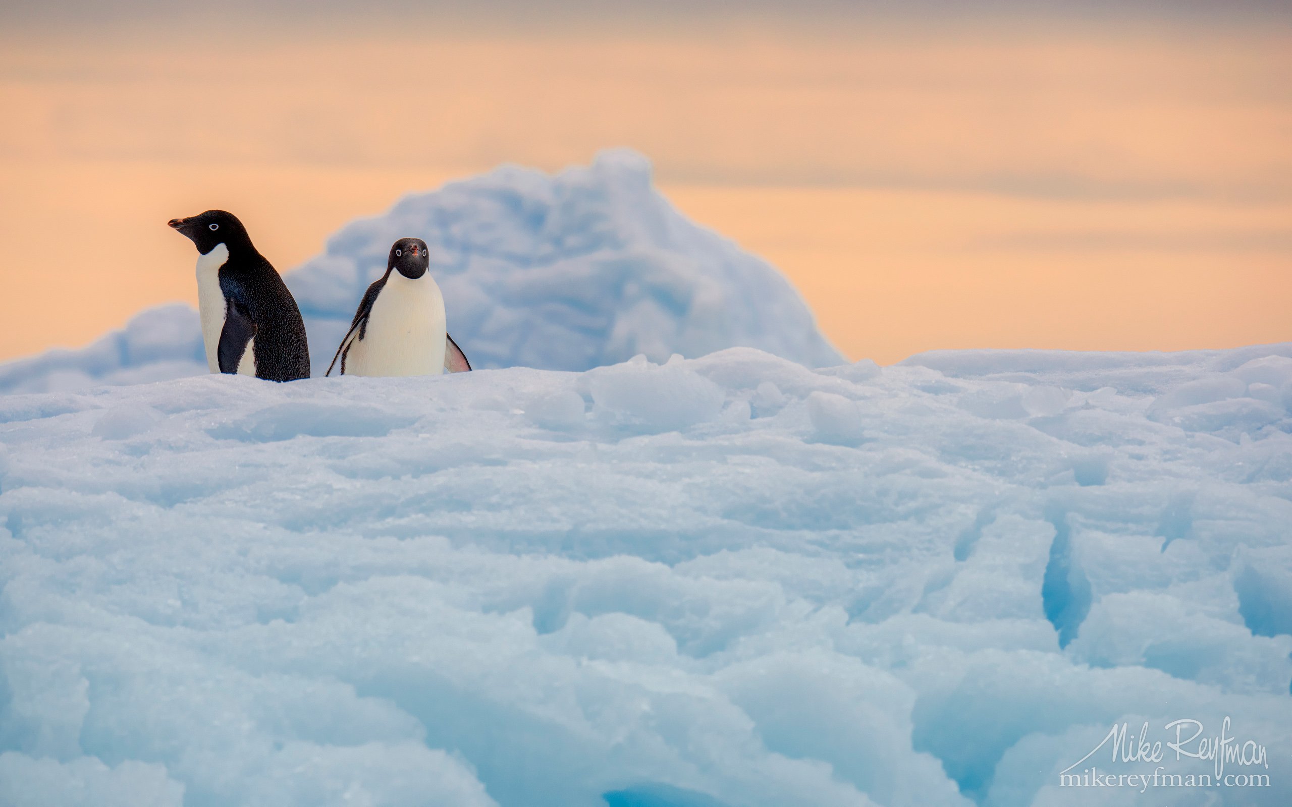 dramatic, polar climate, antarctic, antarctica, cold, romantic, extreme, adelie penguin, Майк Рейфман