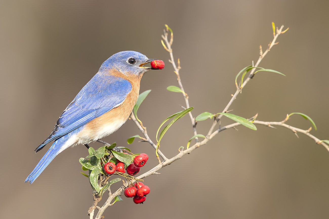 восточная сиалия, eastern bluebird,bluebird, Elizabeth Etkind