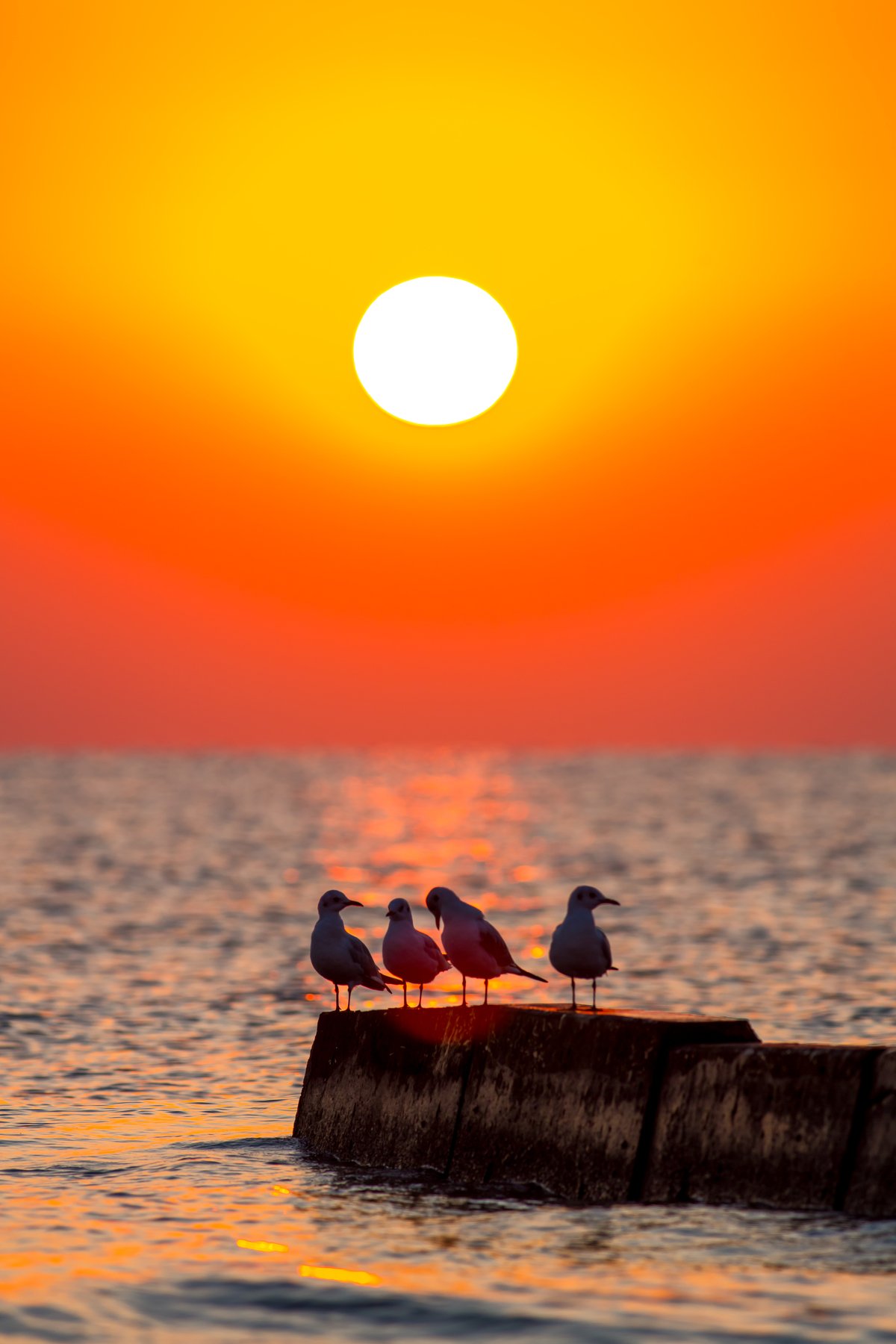 Кипр, Восход солнца, чайки, ярко-оранжевое, оранжевый, солнце, море, Vyacheslav Lozhkin