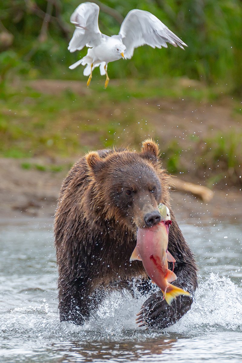 камчатка, медведь, природа, путешествие, фототур, животные, лето, Денис Будьков