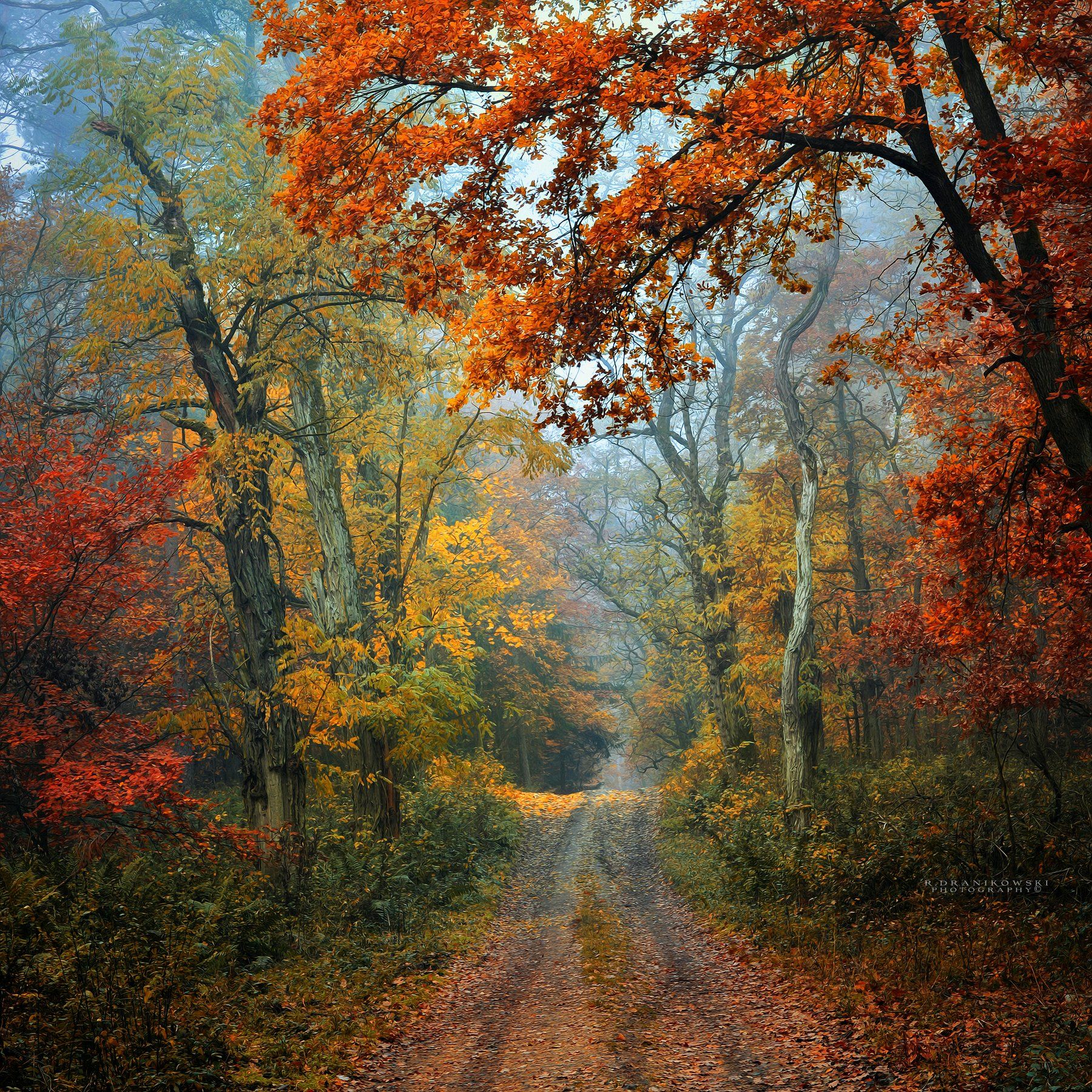 осенняя дорога autumn road forest path mist magic foggy morning trees colours paint tree, Radoslaw Dranikowski