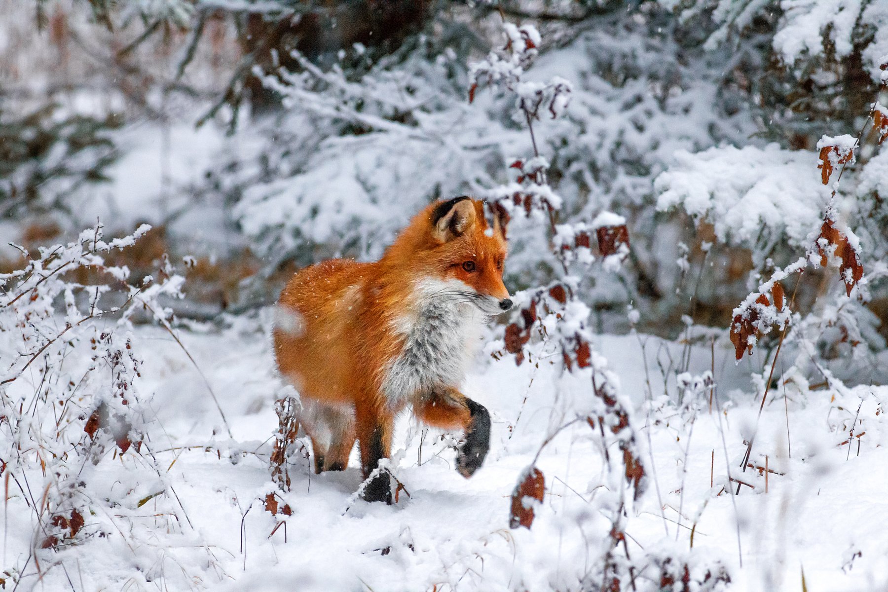 Лиса, Рыжая, Fox, Red Fox, Winter, Снег, зимний лес, дикая, животное, Рыжая лиса, Лисичка, Vyacheslav Lozhkin