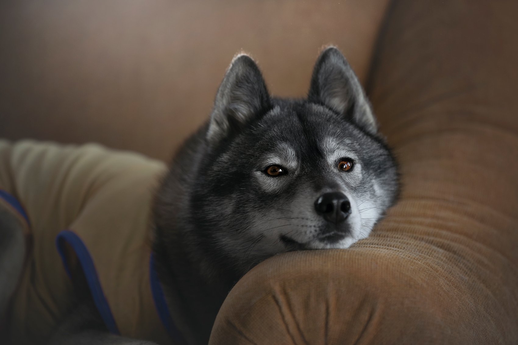 husky, dogs, siberian husky, Erika Tsogoeva