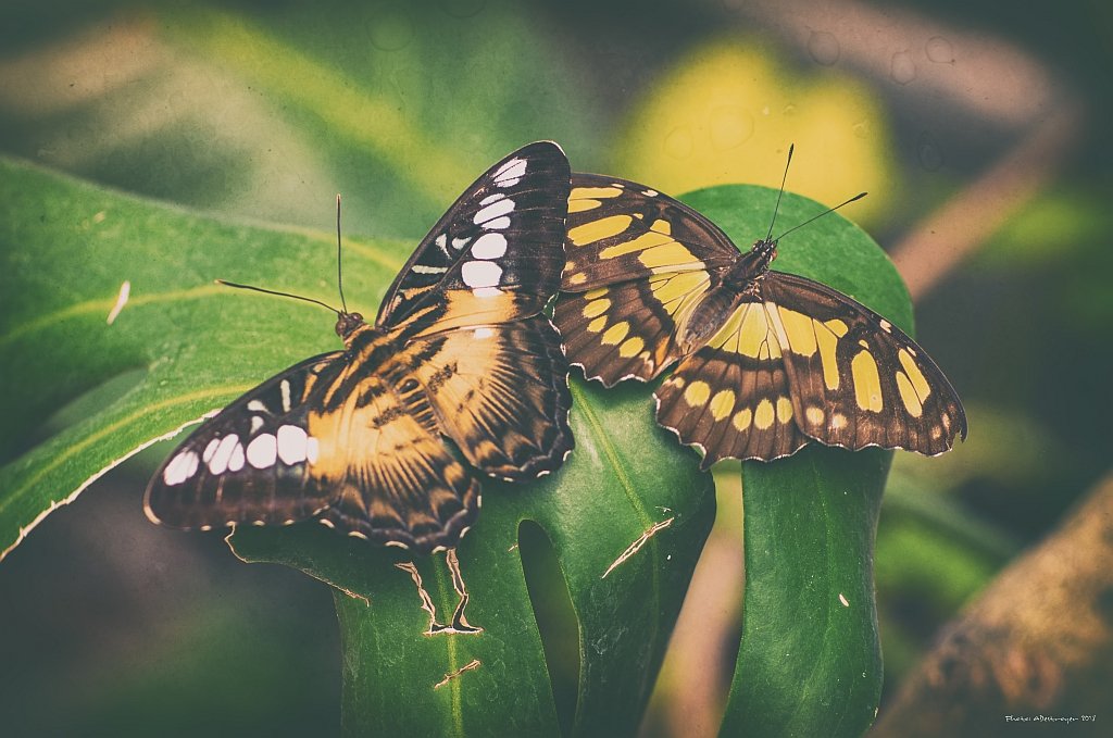 macro nature butterfly, Ryszard Lal