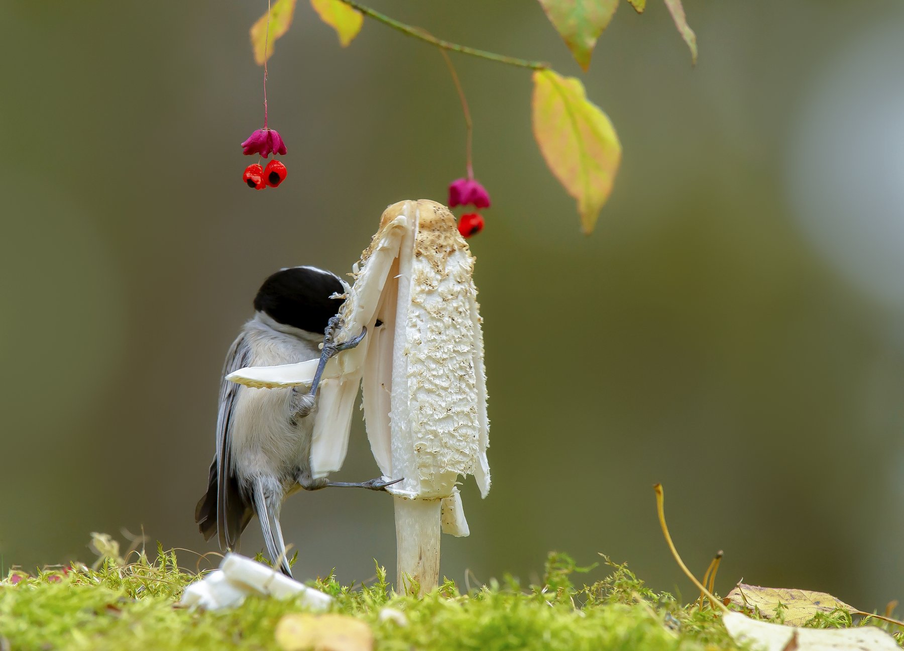 птицы,природа, осень, Андрей Киселёв