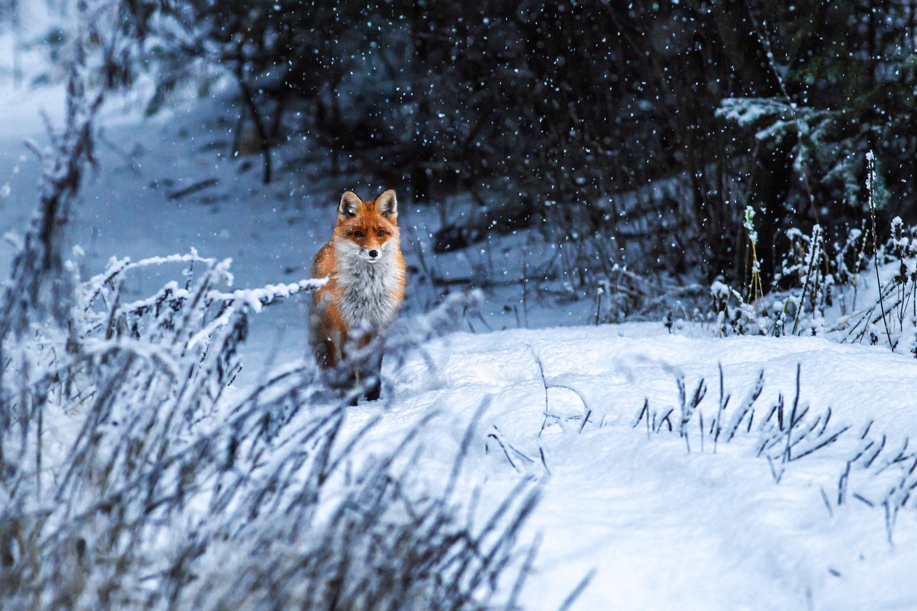 Лиса, Зима, лес, снег, Fox, Red fox, beautiful fox, Vyacheslav Lozhkin