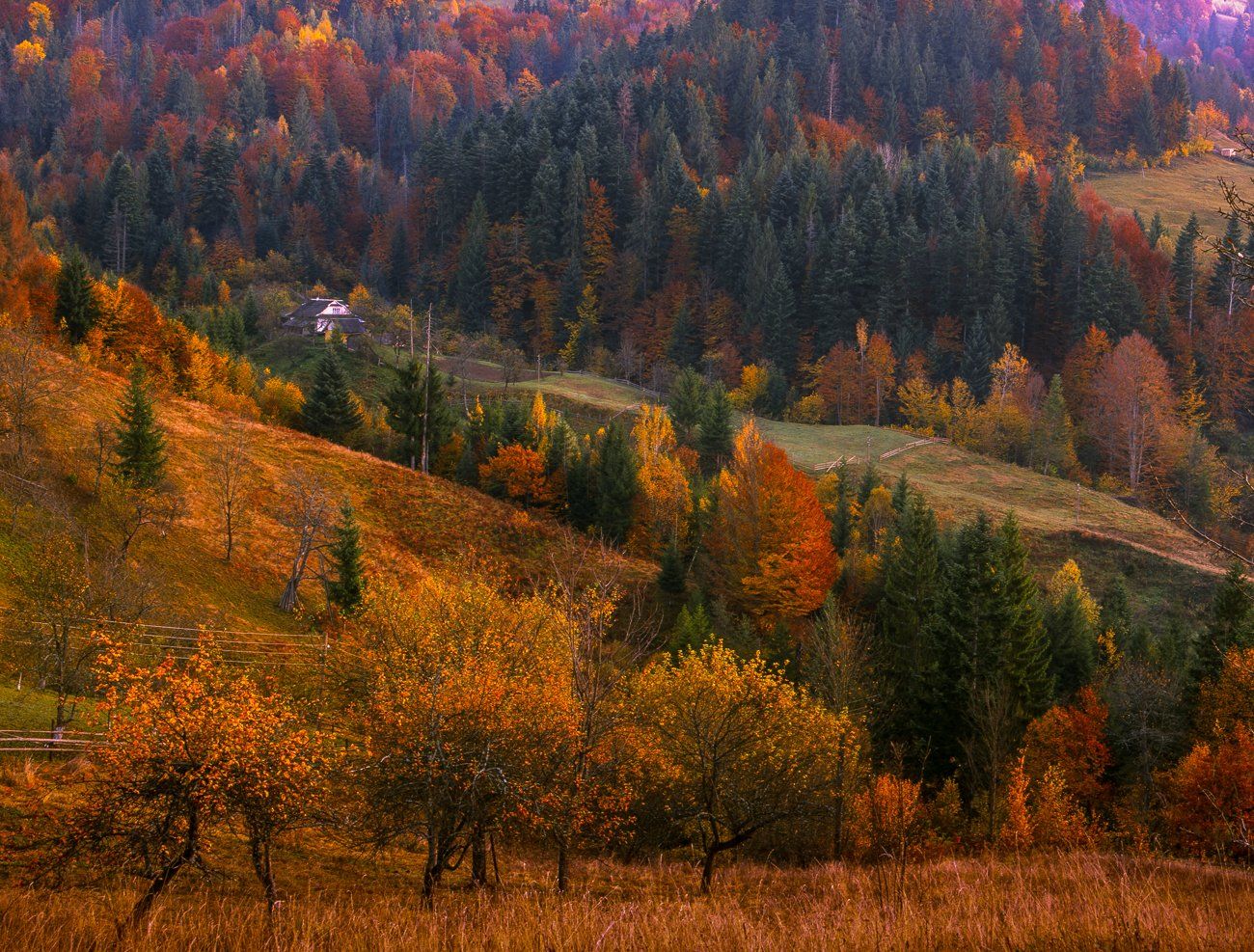 autumn, carpathian, colorful, countryside, fall, field, foliage, forest, hill, house, land, landscape, meadow, morning, mountain, mountains, nature, outdoor, pasture, picturesque, red, rural, scenery, season, tranquil, travel, tree, view, wood, yellow, Арсений Герасименко
