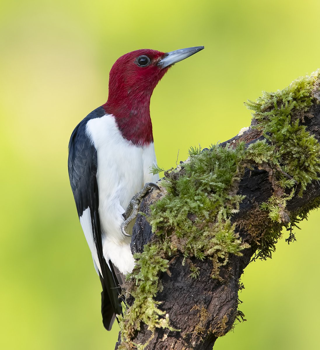 red-headed woodpecker, красноголовый меланерпес, woodpecker, дятел, Elizabeth Etkind