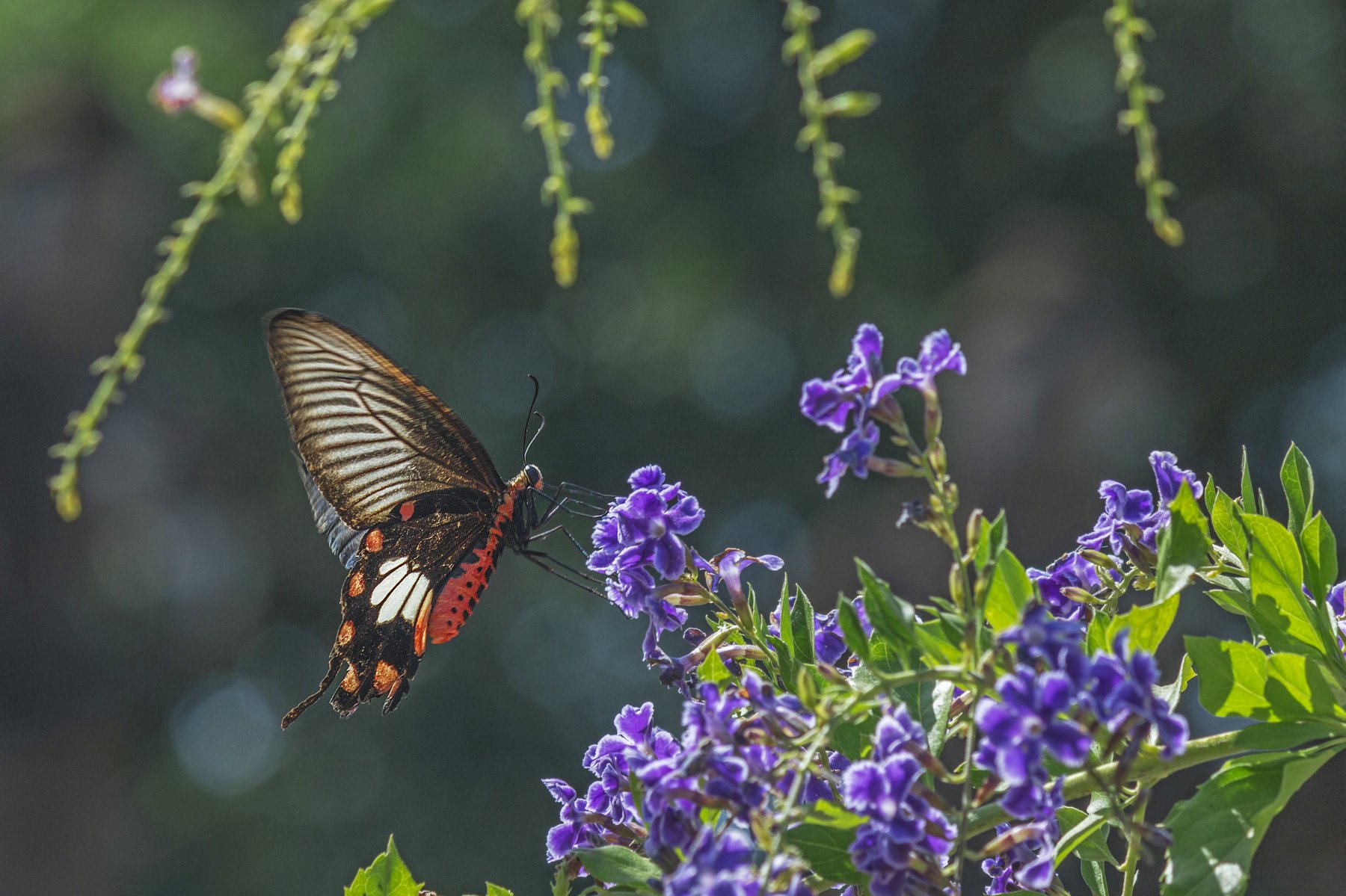 butturfly, beauty, beautiful, garden, outdoor, red, green, plant, nature, natural, blooming, blossom, petal, lovely, animal, insect, macro, close up, light, vivid, NeCoTi ChonTin