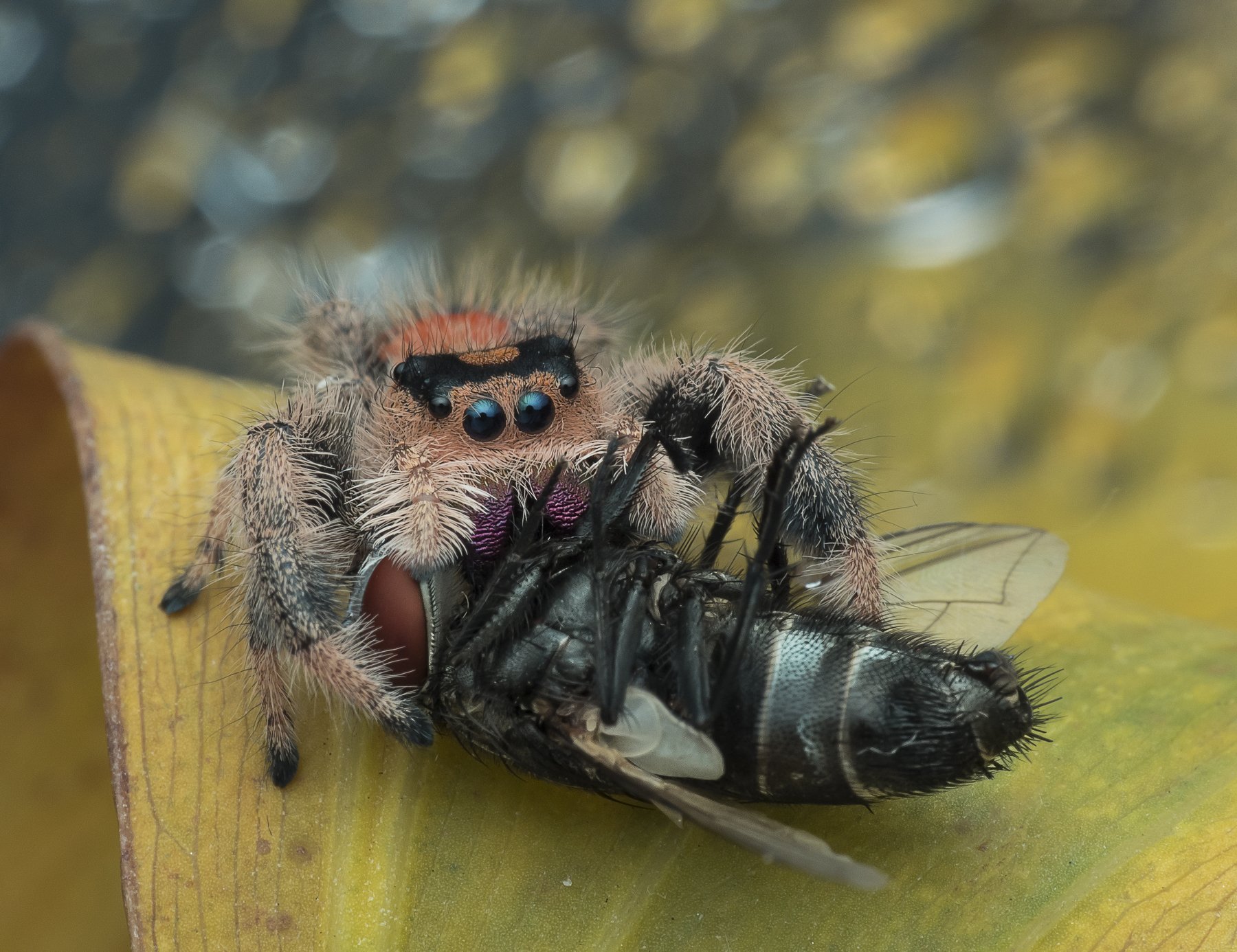 #spider#colors#macro, Choo How Lim