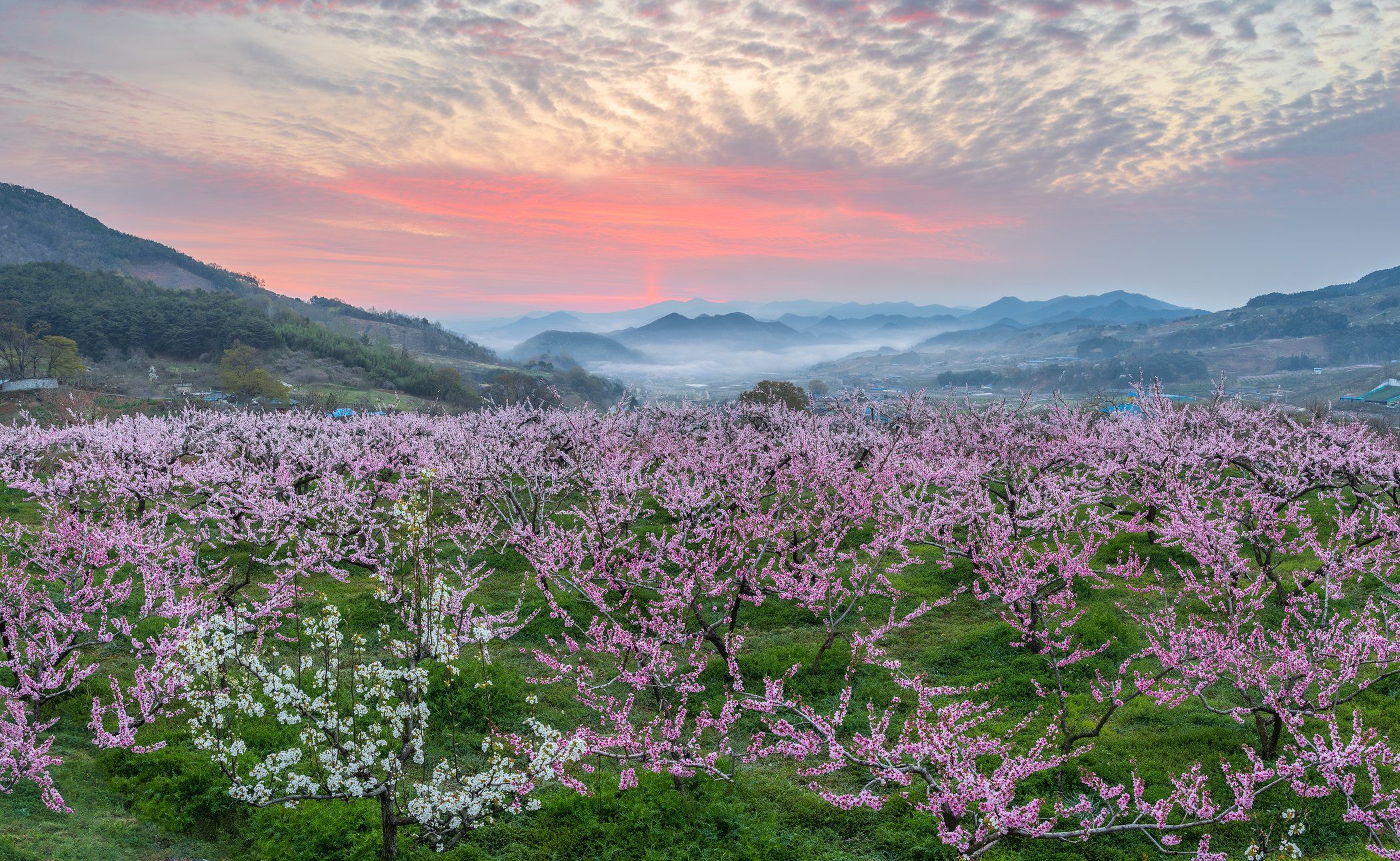 flower, spring, bloom, oriental, place, korea, Jaeyoun Ryu