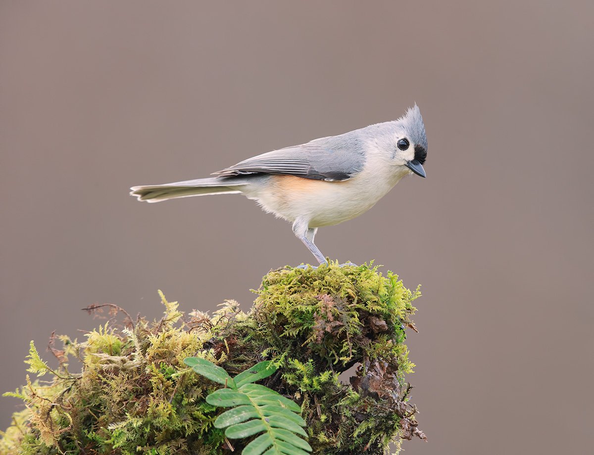 titmouse, tufted, острохохлая синица, синица, птицы сша, Elizabeth Etkind