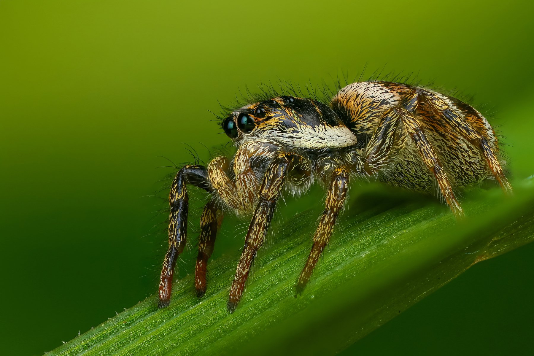 паук макро природа цвет травинка зеленый, Андрей Шаповалов