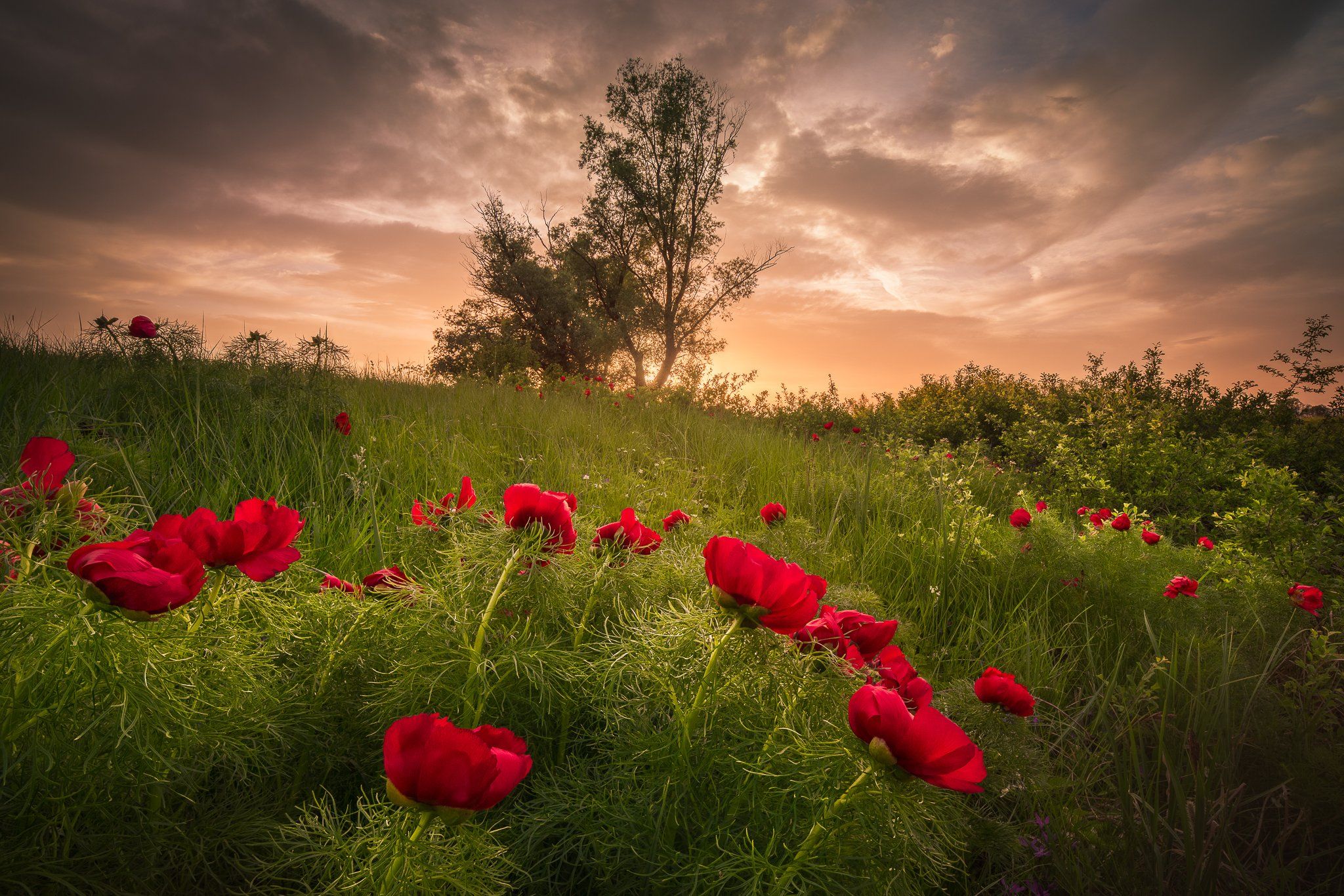 peonies, bulgaria, sunset, flowers, Калин Панчев