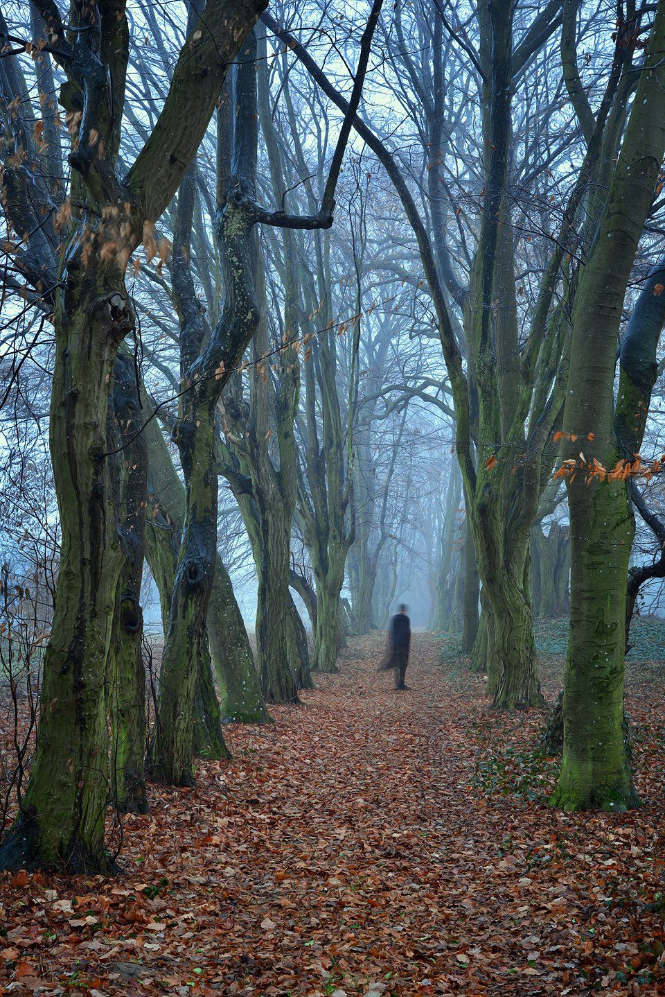 привидение ghost spook alone in park trees magic foggy morning path autumn fall mist dranikowski zjawa fog, Radoslaw Dranikowski