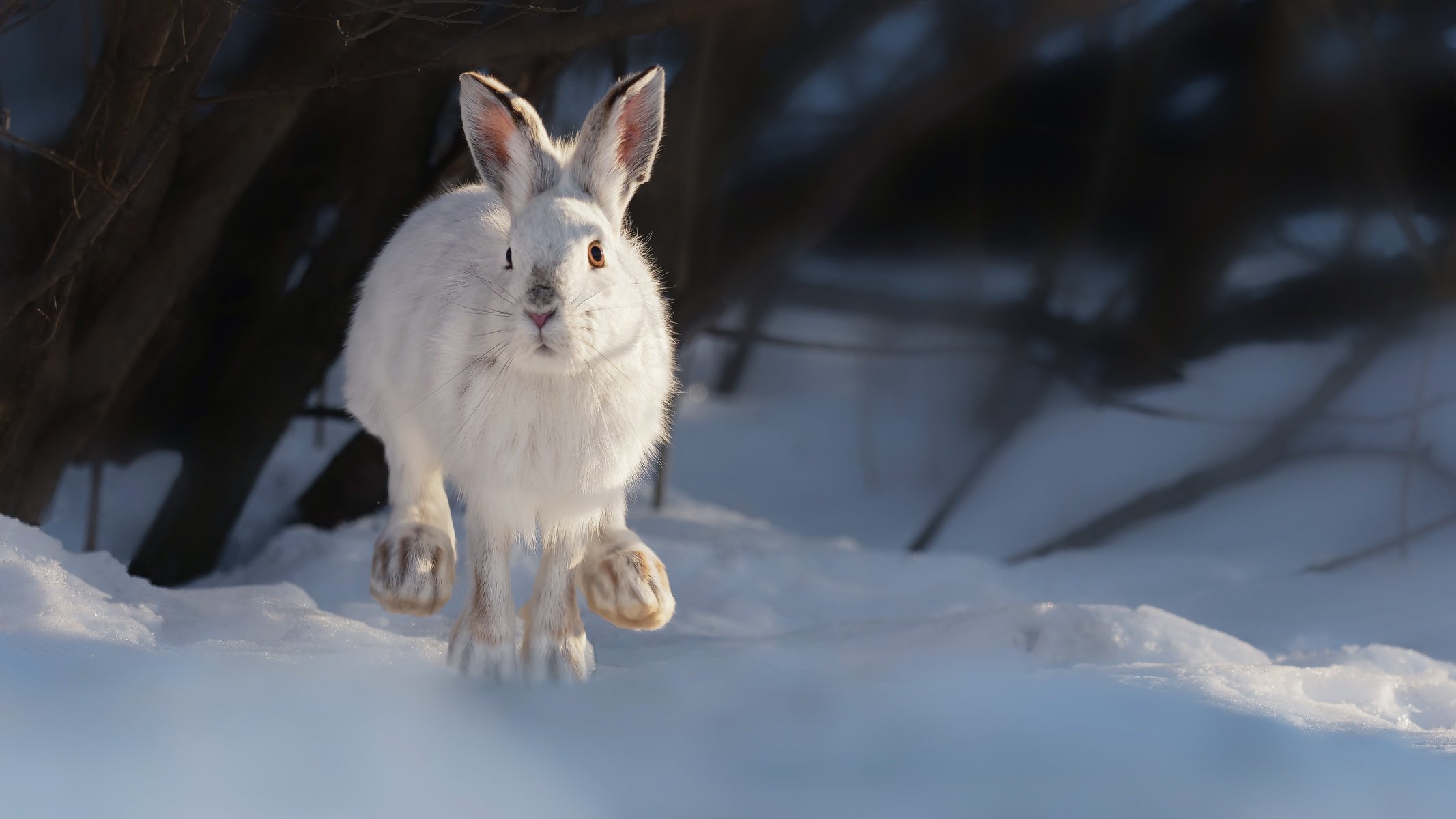 Выскочил зайчик. Заяц Беляк лапы. Баргузинский заповедник заяц Беляк. Зимний заяц Беляк. Заяц Беляк зимой в лесу.