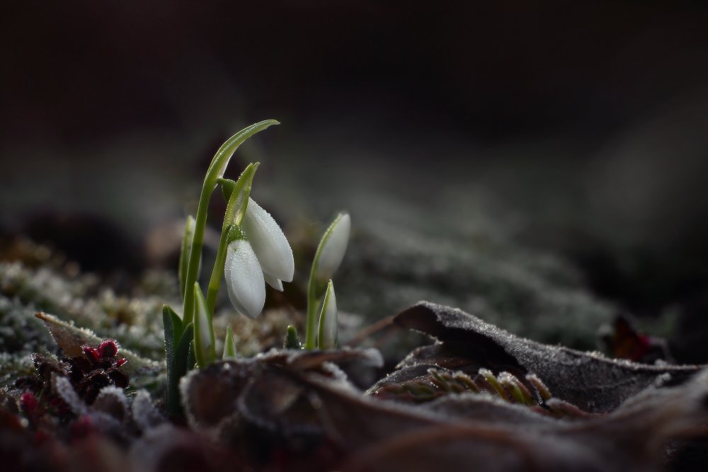 зима тепло цветы подснежники зима, Петриченко Валерий