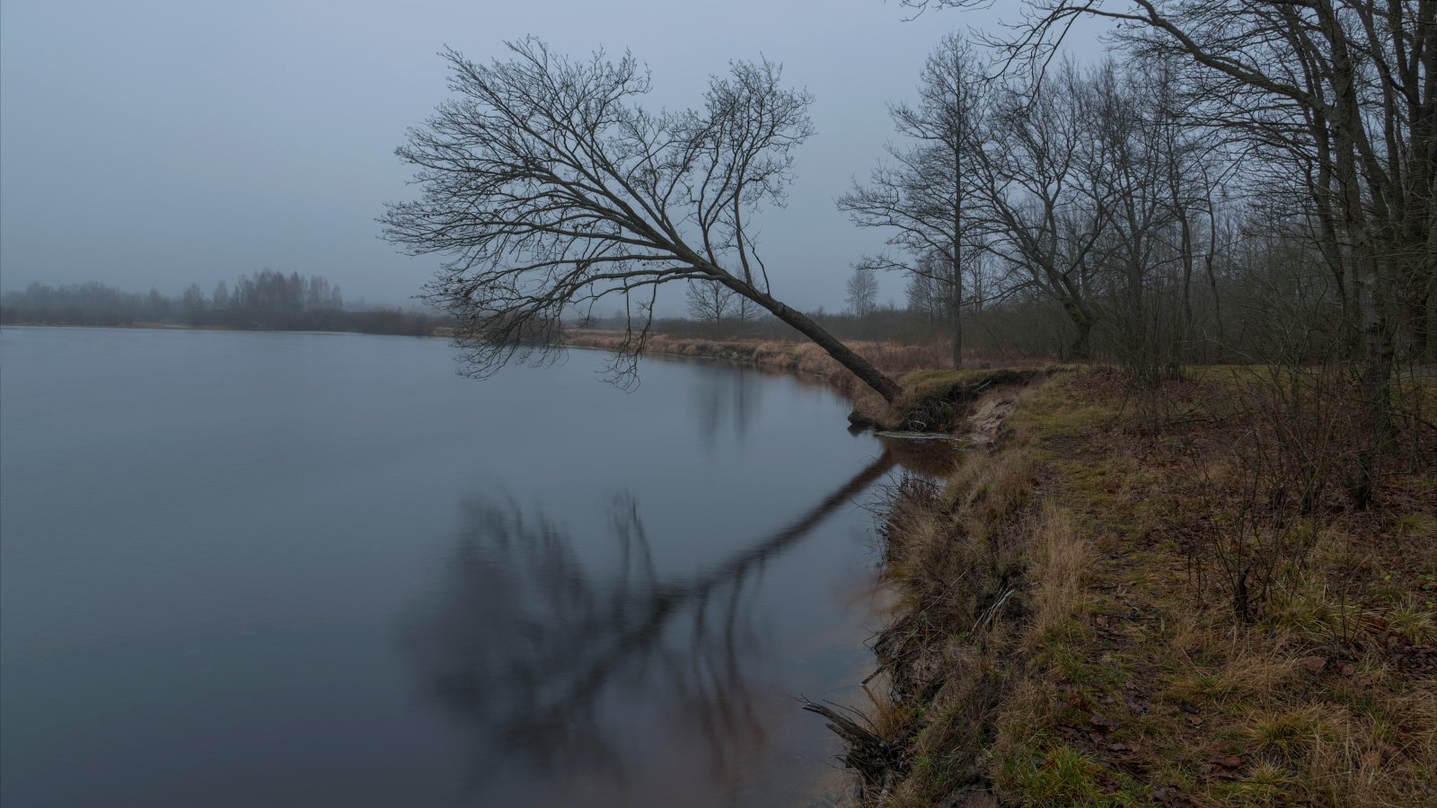 река, зима, дуб, берег, отражение, пасмурно, Михаил Кушнер