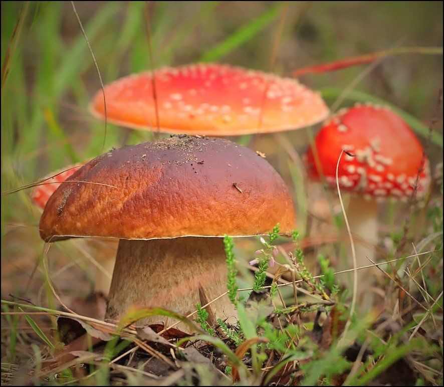 грибы,лес,природа, Андрей Корочкин