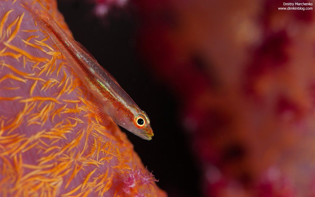 гоби, коралл, underwater, goby, Дмитрий