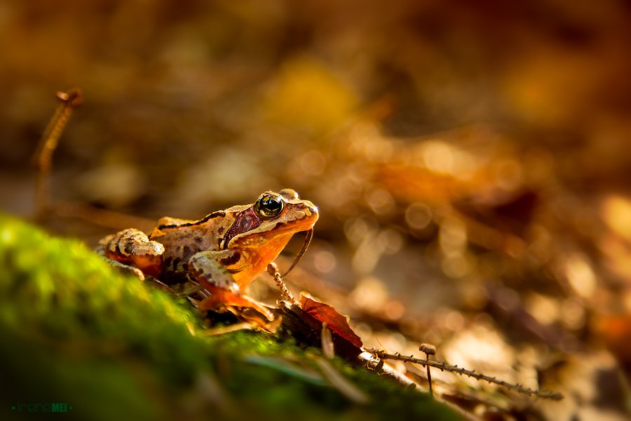 frog, animals, reptiles, carpathians, canon, nature, macro, 2012, Irene Mei