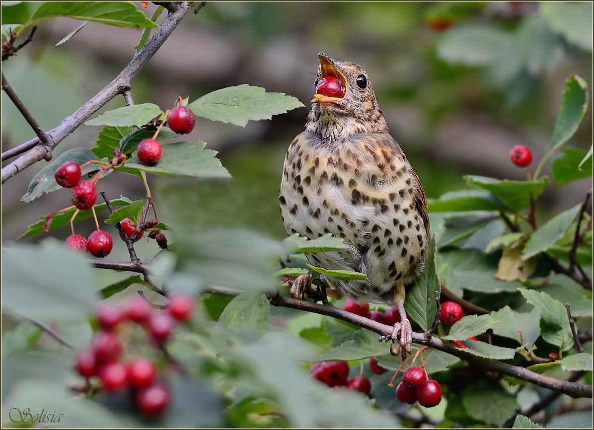 птицы, природа, дрозд певчий,  дрозд, осень, turdus philomelos, Солисия