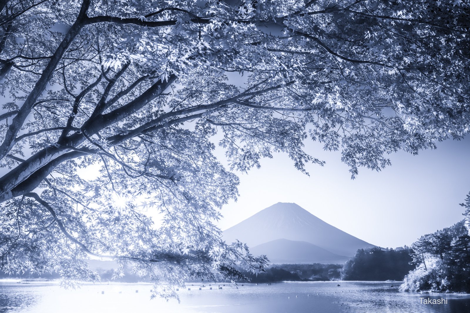 Fuji,Japan,mountain,lake,water,sun,sunshine,sunrise,maple,light, Takashi