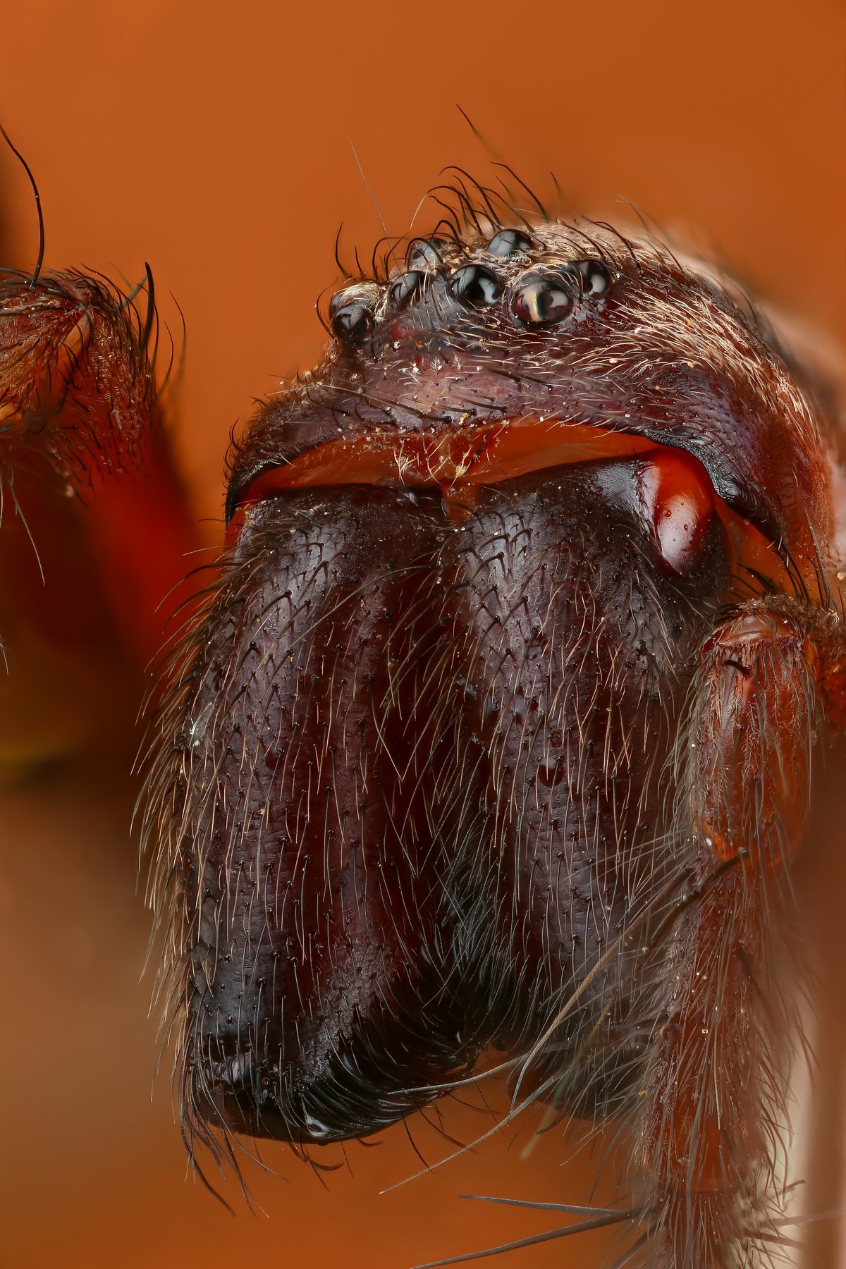 Домовый паук – самый терпеливый охотник
