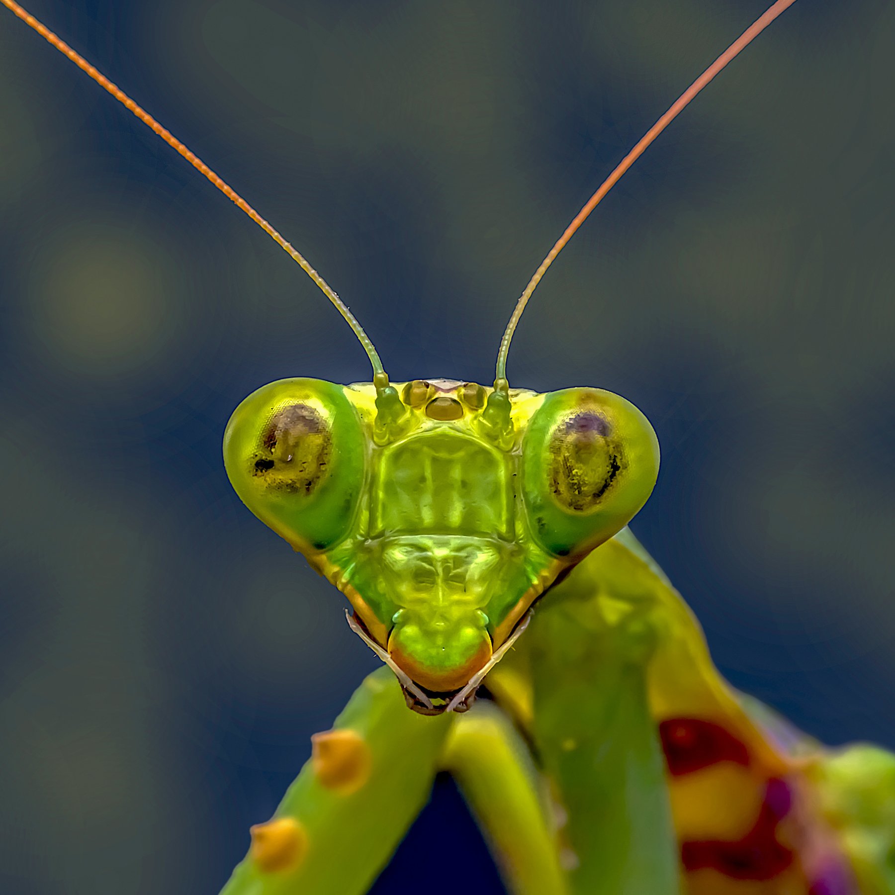 mantis. face, potrait, insect, animal, macro, small, nature, natural, outdoor, eyes, prey, danger, beautiful, beauty, light, green, color, NeCoTi ChonTin
