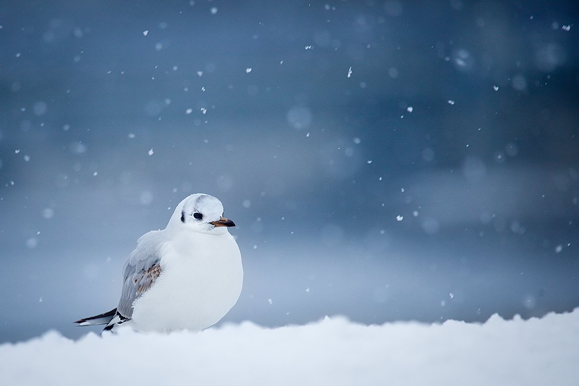 , Robert Adamec