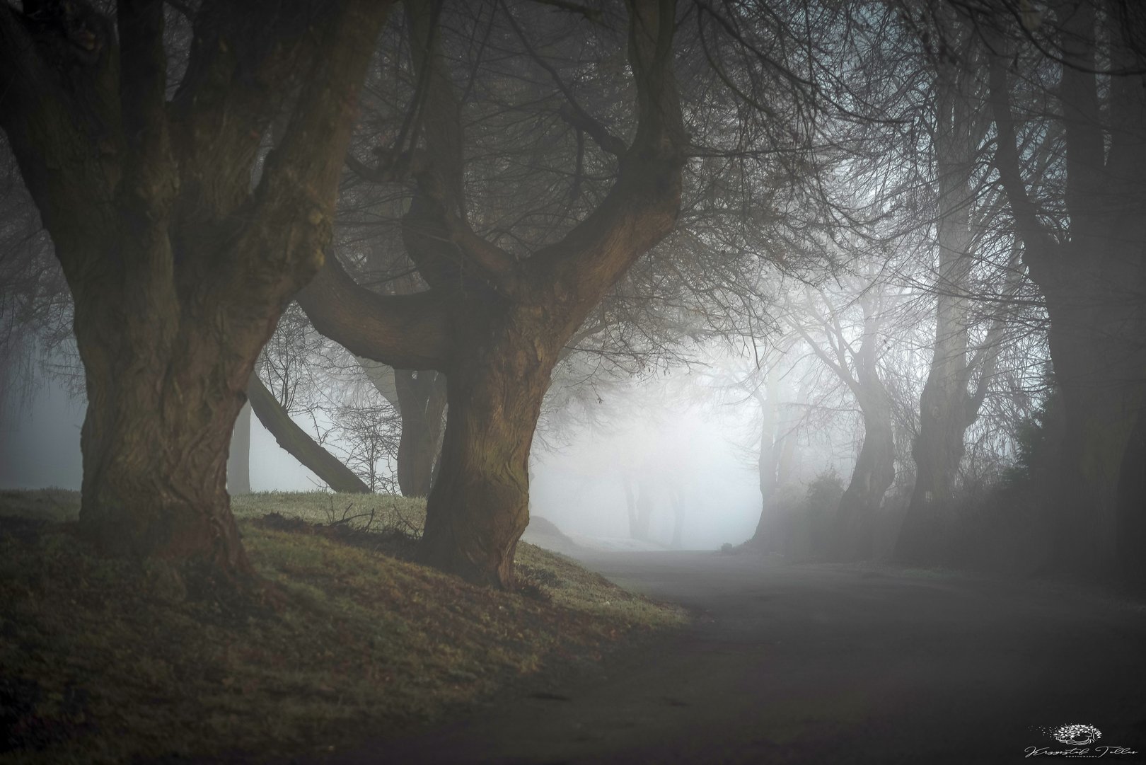 Trees,fog, Krzysztof Tollas