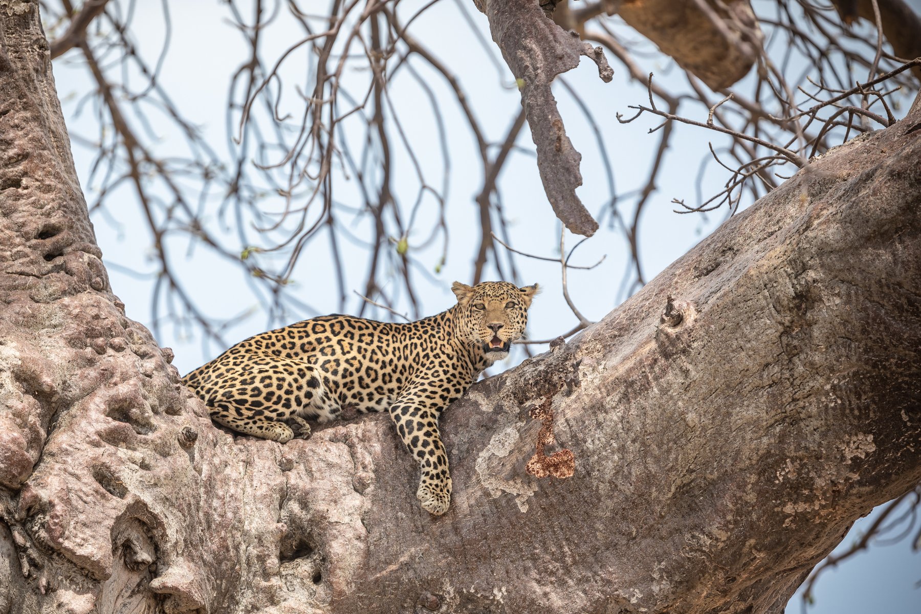 #leopard #animal #ruaha #ruahanationalpark, Patrick Hozza