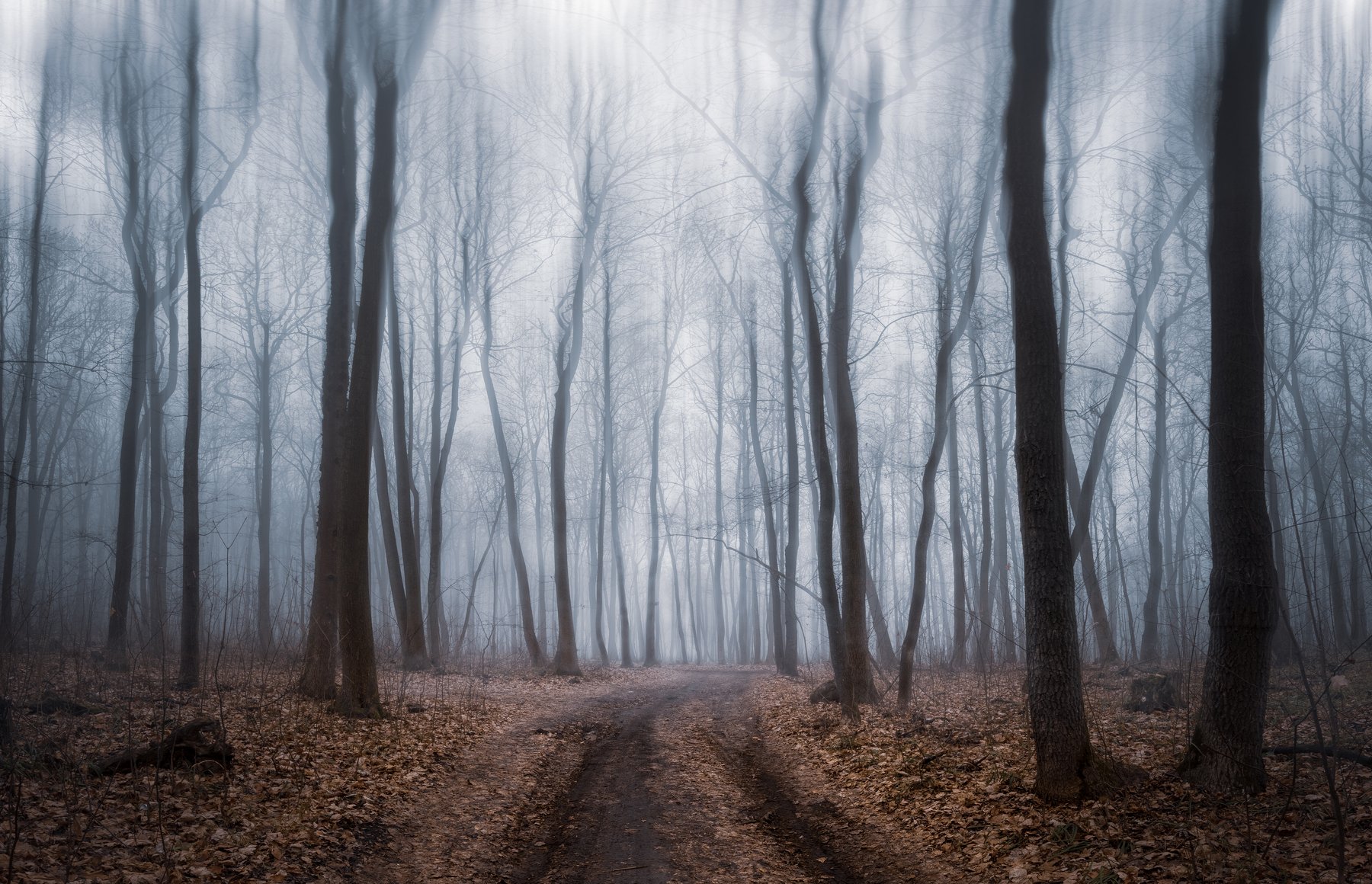 forest fog mist winter trees landscape outdoors road, Александр Хрипушин
