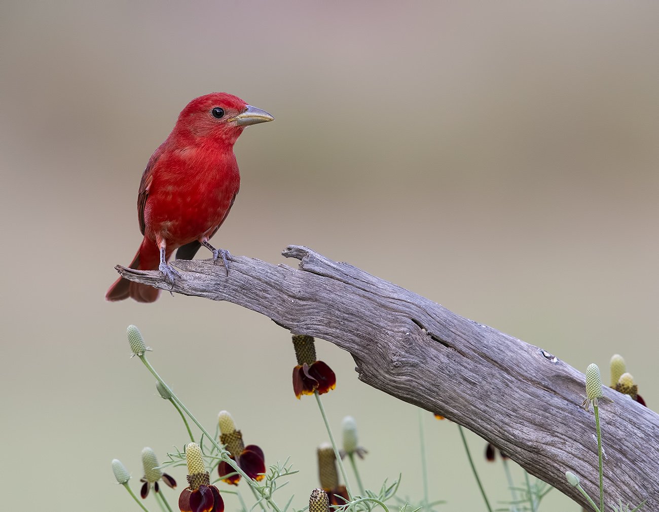 summer tanager, алая пиранга, cardinal, tx, texas, Elizabeth Etkind