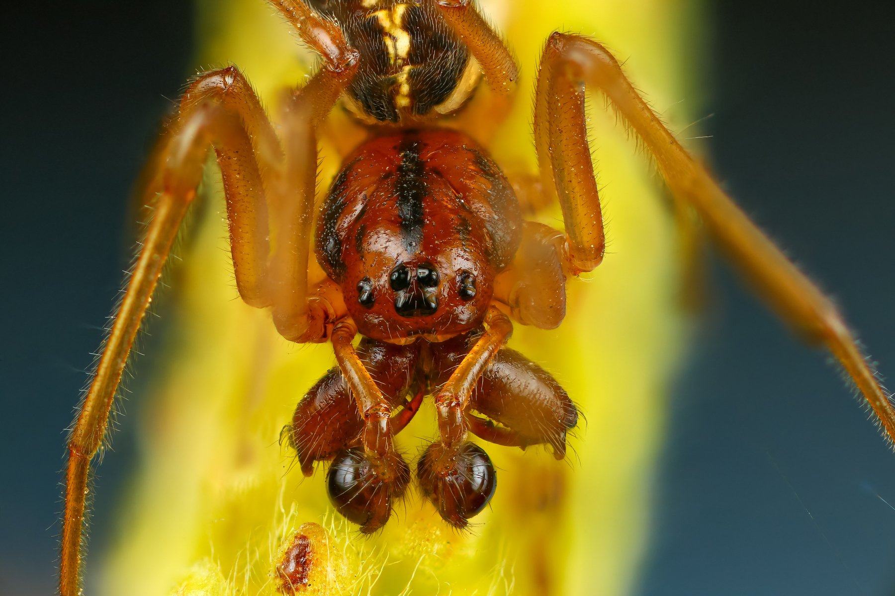 паук макро природа цвет травинка желтый синий, Андрей Шаповалов